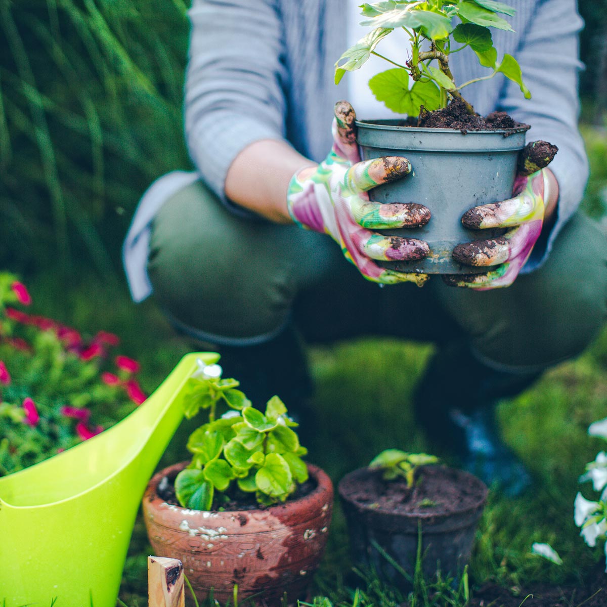 Image of someone holding a potted plant.