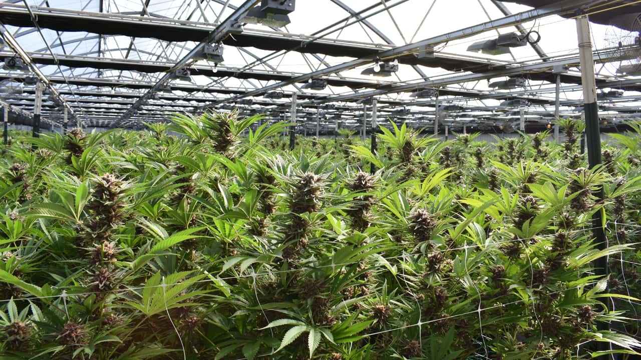Image of multiple plants